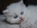 Persian whit blue eyes