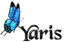 Blue Butterfly - Yaris