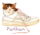 Cat in Shoe - Parihan