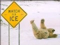 polar bear!