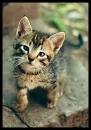How Cute?