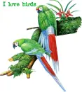  i love birds  