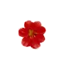 red flower