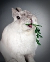 bunny