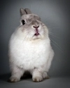 bunny