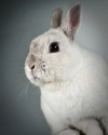 bunny
