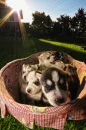 puppies
