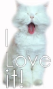 cat yells: I LOVE IT!