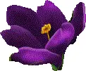 Violets
