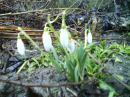 snowdrop