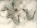 White Dragons