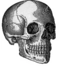 skull