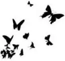 butterflys