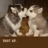 Shut Up