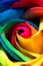 Fresh Petals