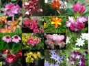 Flower Overload