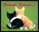 Friends Forever Cats