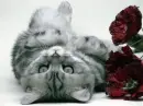 cat and rose