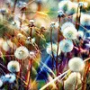 Photagraphy Nature