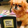 cute lil Dog