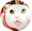 cute kitten