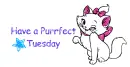 Purrfect Tuesday