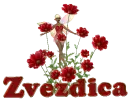 Zvezdica