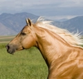 Horse avatar