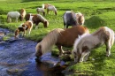 shetland ponies