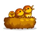 Newborn Birds