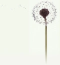 dandelion