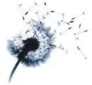 dandelion3