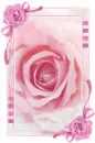 PINK ROSE