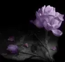 Má»™t ná»—i buá»“n ... day dá»©t khÃ´ng nguÃ´i ..Má»™t linh há»“n ... Ä‘ang dáº§n cháº¿t theo nÄƒm thÃ¡ng!