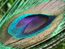 peacock feather