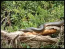 Snakes in trees
