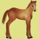 changing horse