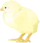 Easter Chick