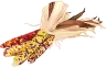 Harvest Corn