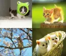Kittens