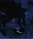 Angry Wolf