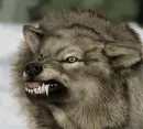 Angry Wolf