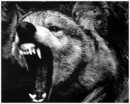 Werewolf