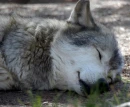 Sleeping wolf
