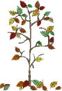 FALL
