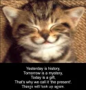 cute cat