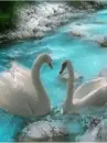 Swans
