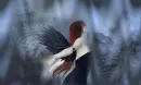 Blue Fae