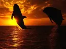 delphin