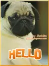 hello,hola,hallo